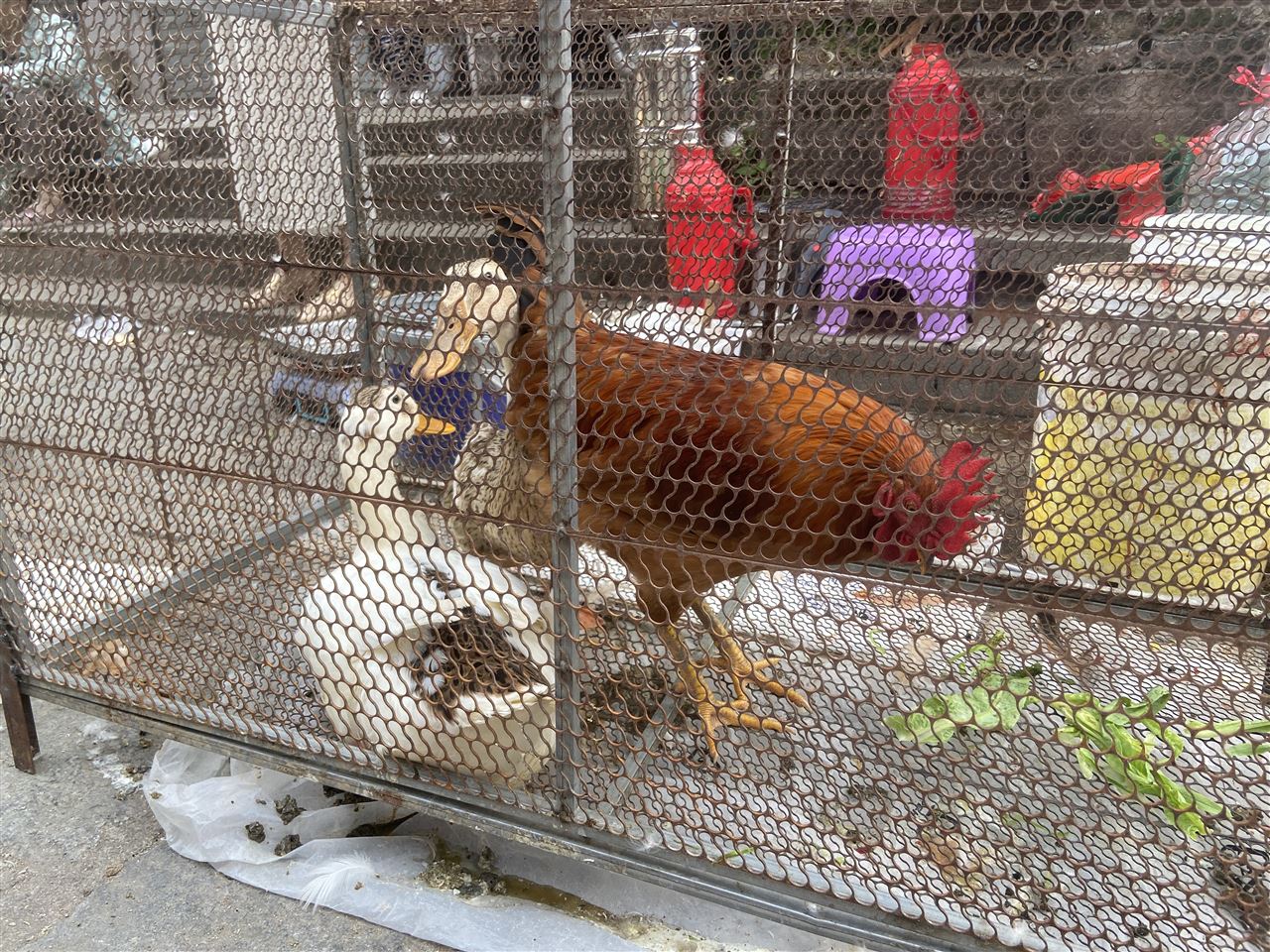 ISO國際標(biāo)準(zhǔn)《雞屠宰操作規(guī)程》正式發(fā)布