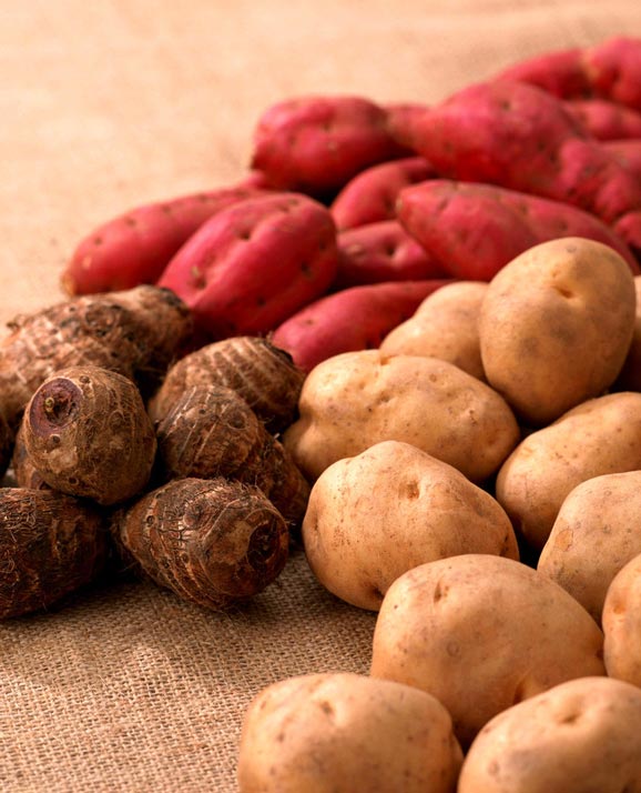 jc-1-土豆u型毛辊清洗机根茎类蔬菜清洗去皮机